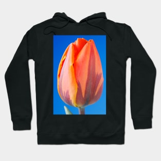 Tulipa  'Prinses Irene'  AGM  Tulip  Triumph Group Hoodie